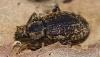 Otiorhynchus sp.
